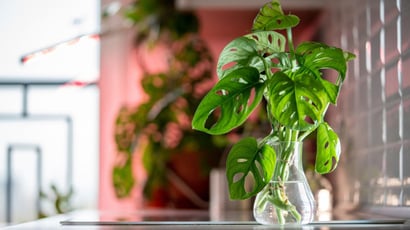 Como cultivar costela-de-Adão em água: os segredos para o cultivo hidropônico em casa!