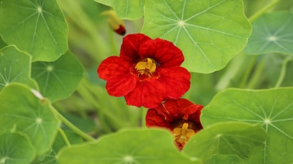Essa planta com flor colorida e comestível cresce em qualquer quintal e é um poderoso anti-inflamatório natural