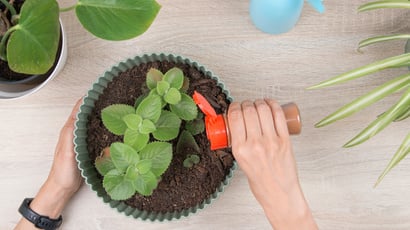 Por que os jardineiros recomendam polvilhar canela na terra das plantas e para que ela serve?