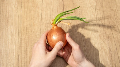 Cebola com broto faz mal? Descubra quando é seguro comer e quando jogar fora