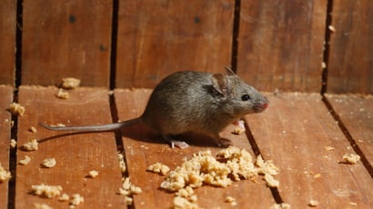 Especialistas em controle de pragas concordam: vedar rachaduras e armazenar alimentos adequadamente ajuda a manter os roedores longe de sua casa