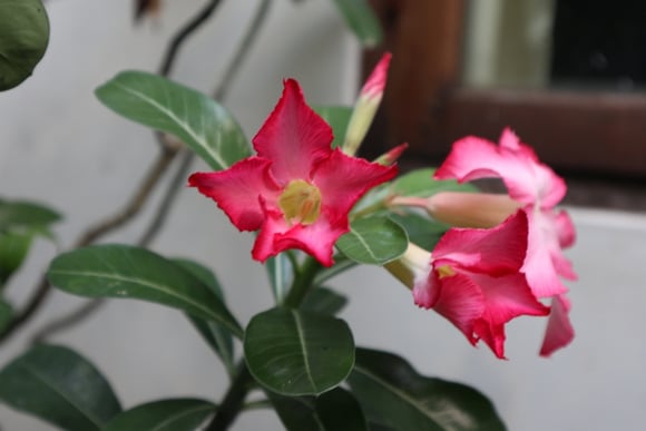 Aqui está uma lista de 3 plantas auspiciosas e tolerantes ao sol para plantar em frente à sua casa, fáceis de cuidar e que trazem boa sorte