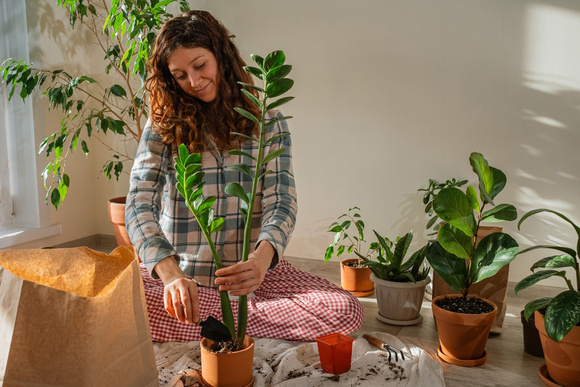 Não erre mais no cultivo: a sua zamioculca vai explodir folhas com as dicas simples do cientista ecológico Murilo Soares