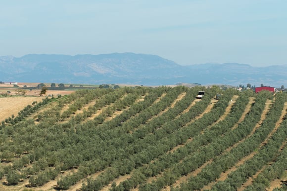 O azeite enfrenta outro obstáculo: oliveiras superintensivas podem mudar tudo, mas nem todas as notícias são boas