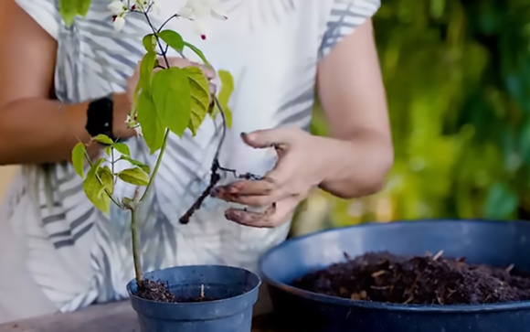 Regra de jardineiro: nunca jogue terra velha fora antes de aprender esse truque que faz suas plantas crescerem mais rápido