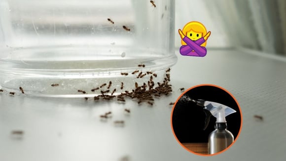 Adeus formigas: aprenda o truque com ingredientes simples para espantar esses insetos insistentes