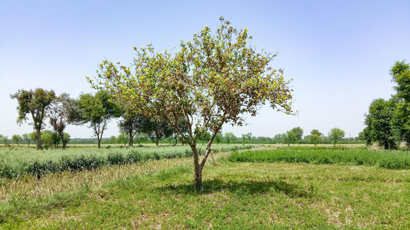 O limoeiro ficou para trás: essa a árvore frutífera é ideal para o seu quintal porque não racha o chão e ainda faz sombra