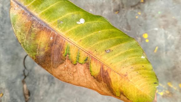 É por isso que as pontas das folhas das suas plantas ficam marrons