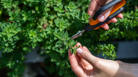 A planta aromática que ajuda o intestino a funcionar corretamente e mata germes