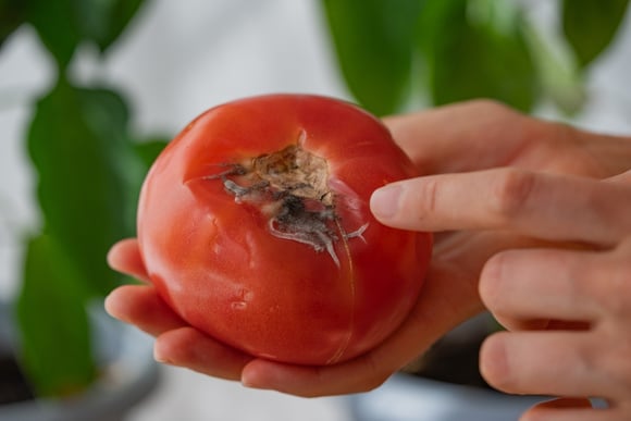 Frutas apodrecendo rápido demais? O culpado costuma ser este vegetal comum que você guarda na geladeira