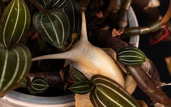 O que plantar no jardim na primavera para afastar as lesmas? O método dos jardineiros para mantê-las longe