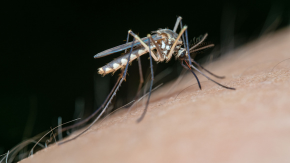 Diga adeus aos mosquitos: aprenda o truque do papel higiênico