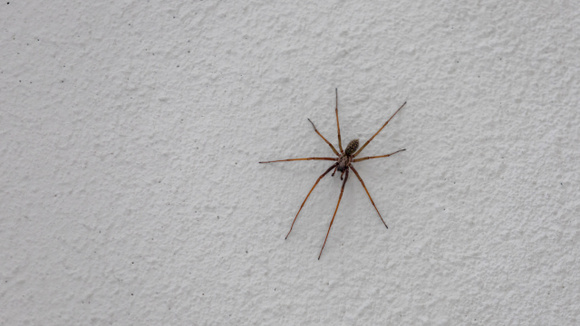Cuidado com a infestação de aranhas: essas são as melhores dicas para mantê-las afastadas de casa e ter um ambiente mais seguro