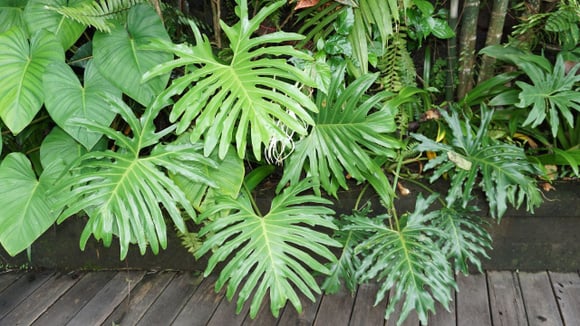 Philodendron selloum: aprenda como cuidar dessa planta de folhas largas (Créditos: Shutterstock)