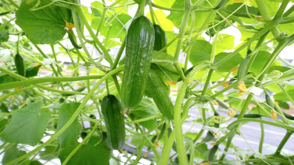 Respeitar o tempo de cada planta garante colheitas mais fartas. (Foto: Shutterstock)
