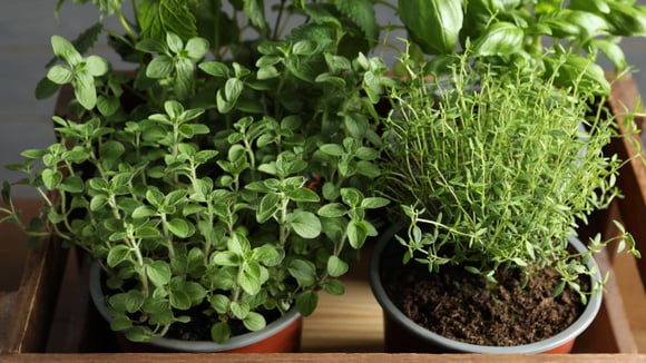 Horta em casa: as 8 plantas fáceis de cultivar que vão economizar seu dinheiro no mercado