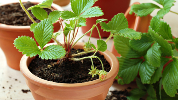 Nem casca de ovo, nem borra de café: esse é o melhor ingrediente para as plantas crescerem saudáveis