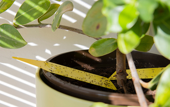 3 plantas que você deveria deixar na cozinha para afastar as moscas e manter o ambiente mais limpo