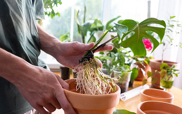 Segundo a filosofia chinesa, essa planta muito comum nas casas brasileiras pode atrair sorte no dia a dia