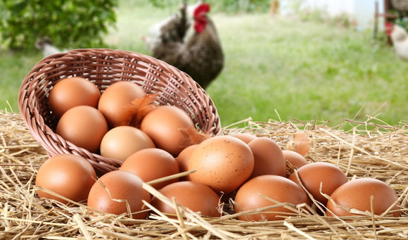 Por que a gema do ovo às vezes é amarela e às vezes laranja? Descubra no TudoGostoso!