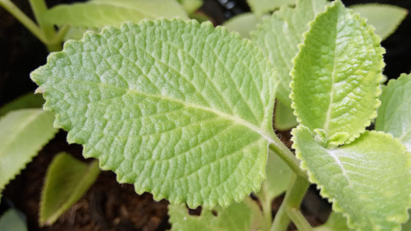 Essa erva aromática muito popular ajuda os intestinos a funcionarem corretamente e mata os germes