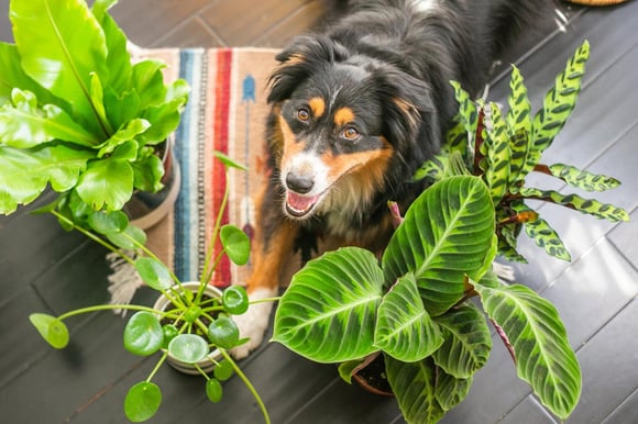 Tem planta e pet? Saiba quando eles não devem se misturar: veja as plantas populares que são tóxicas para animais domésticos