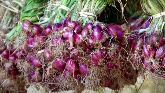 Essa é a melhor forma de plantar cebola em casa: dicas profissionais se um jeito simples para a sua horta