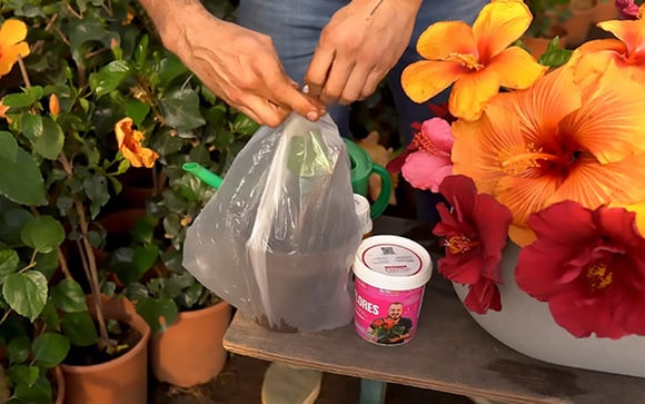 O segredo do saco plástico: como criar uma estufa caseira para mudas de hibisco