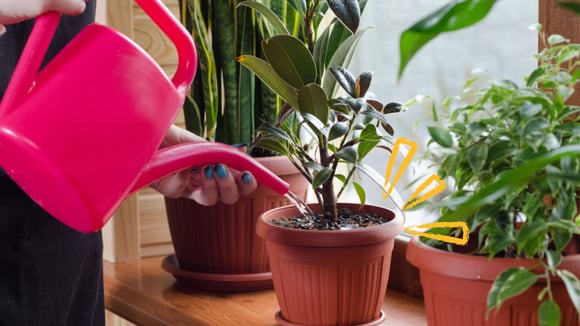 Passo a passo para iniciantes: como plantar em vaso com dicas para quem ainda não sabe nada sobre o assunto