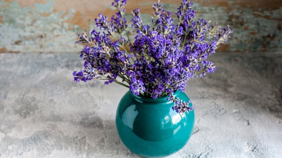 Linda e perfumada, essa planta vai te ajudar a dormir melhor (Créditos: Shutterstock)