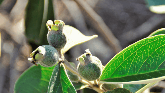 O uso da tecnologia se tornou um aliado importante no controle de espécies que ameaçam a biodiversidade local. (Foto: Canva)