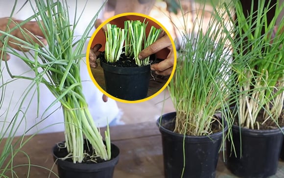 Horta em casa: aqui estão todas as dicas para você criar mudas e cultivar a cebolinha em vaso