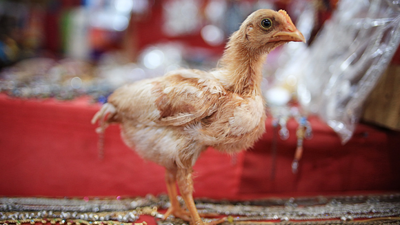 Por que não pode comer frango na ceia de Ano-Novo?