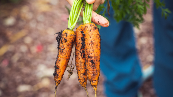 Anote essas dicas para cuidar desses vegetais no inverno (Créditos: Pexels)
