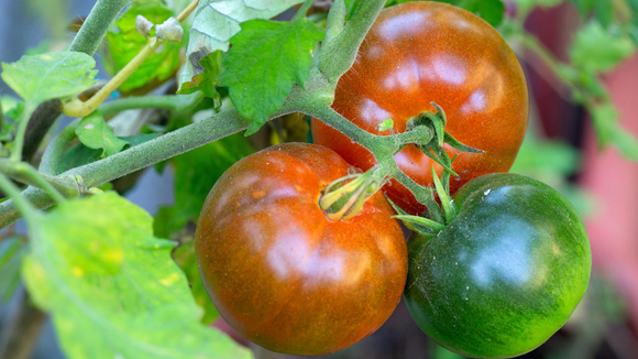 Ele produz milhares de quilos do fruto por semana em sua fazenda na Argentina. (Créditos: Canva)