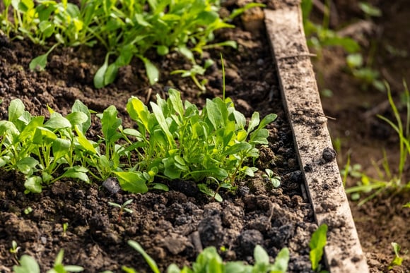 Os 3 vegetais para plantar a partir de 1º de novembro: crescem rápido, precisam de pouco espaço e podem ser colhidos no verão