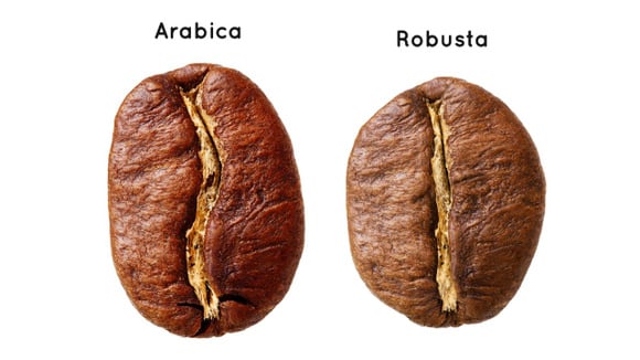 Grão de café arábica e grão de café robusta (Créditos: Shutterstock)