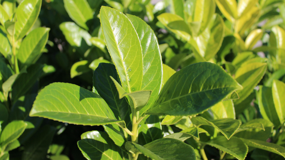 Tempera, ajuda na digestão e ainda atrai prosperidade: aprenda a plantar louro em casa para usufruir de todos os benefícios da erva aromática