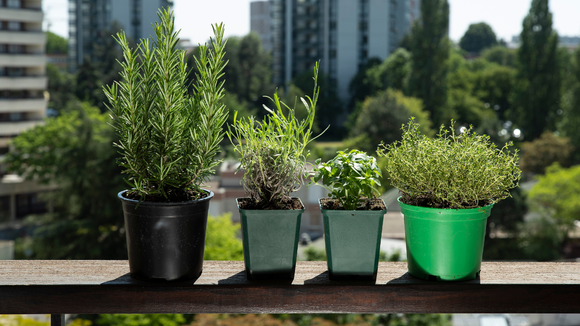 Parei de comprar alguns temperos depois que comecei a plantar estas 3 ervas aromáticas em casa: elas podem ser usadas na cozinha