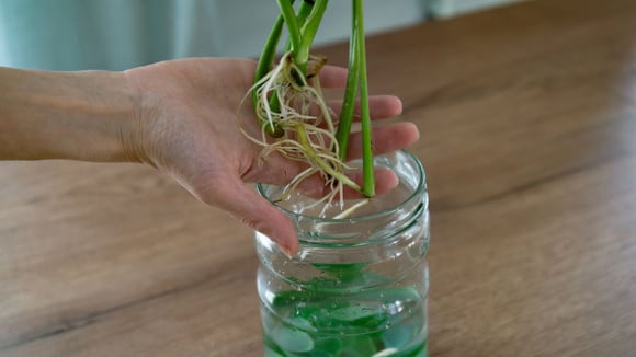 Para cultivar a costela-de-Adão na água, é importante saber como fazer a muda (Créditos: Shutterstock)