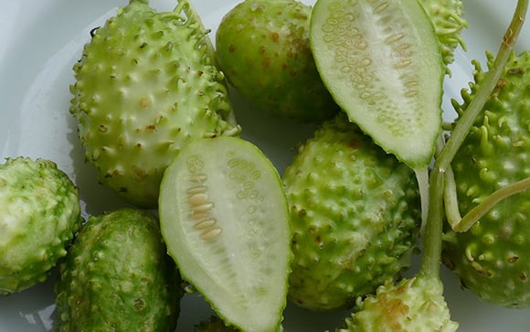 O vegetal mais esquecido é um dos mais poderosos: conheça os benefícios do maxixe e como cozinhar