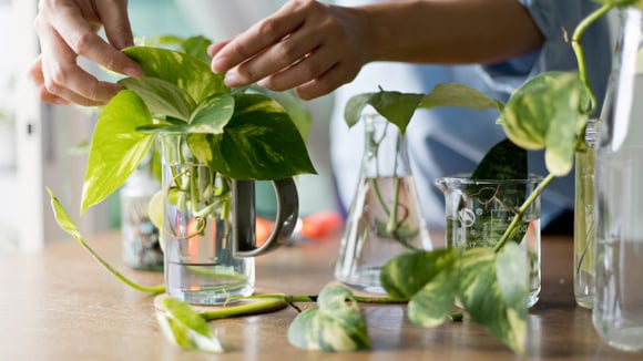 Como cuidar da planta jiboia e qual o melhor lugar para colocar dentro de casa?