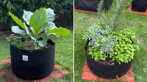 Hortaliças, flores, plantas ornamentais e até árvores de pequeno porte podem se beneficiar com os vasos de tecido (Créditos: Reprodução/Nirvana Grow Shop/Instagram)