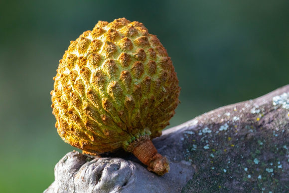 Não é a jaca, nem a graviola: fruta do Cerrado rica em vitamina C impressiona pela riqueza em antioxidantes e já virou até Patrimônio Cultural