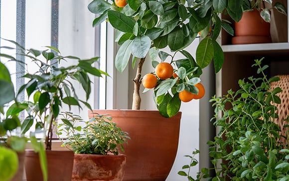 Não jogue fora as sementes depois de comer! 5 frutas que podem ser "cultivadas" em vasos, transformando sua varanda em um minipomar