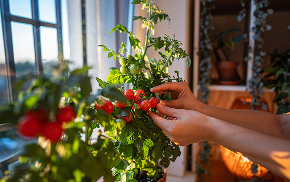 O segredo para ter tomates grandes e bonitos crescendo na sua horta está nas cascas de banana: um truque de jardineiro especialista!