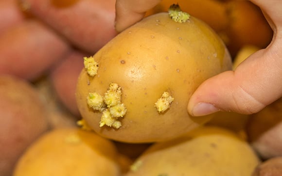 Não é na geladeira, nem na fruteira: as batatas brotam e apodrecem rápido porque você guarda errado