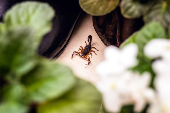 As 3 plantas comuns que mais atraem escorpiões e não devem estar no seu jardim