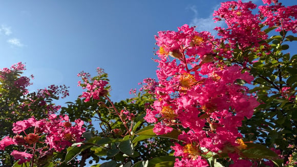 A árvore recomendada pelos jardineiros: floresce 120 dias por ano, precisa de poucos cuidados e dá muita cor ao jardim