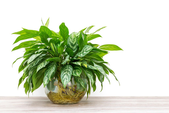 5 plantas que são cultivadas na água: mais fácil e sem fazer sujeira em casa